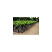 SACO HORTICOLA PARA ENVASAMENTO PLANTAS 20X30 - 200 UNIDADES
