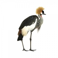 WISBROEK CRANE DIET - 15 KG