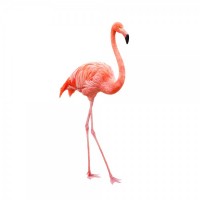 WISBROEK IBIS - FLAMINGO FLOATING - 15 KG