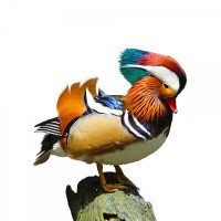 WISBROEK WATERFOWL FLOATING - 15 KG WISBROEK WATERFOWL FLOATING - 15 KG