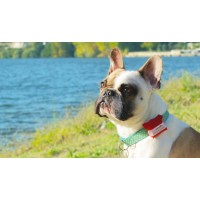 WHERESPET SIMBA - LOCALIZADOR GPS PARA CÃES