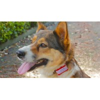 WHERESPET SIMBA - LOCALIZADOR GPS PARA CÃES